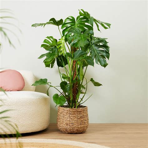 monstera pot water requirements